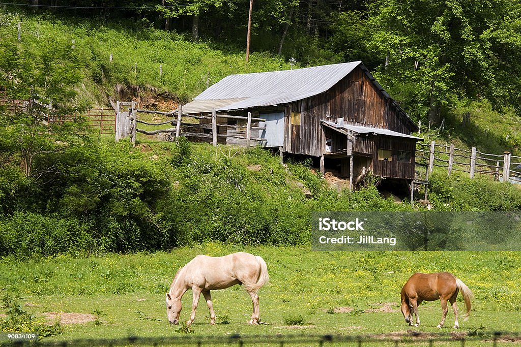 Pferde im Stall - Lizenzfrei Agrarbetrieb Stock-Foto