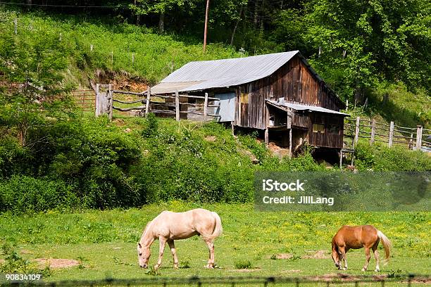 Cavalos No Celeiro - Fotografias de stock e mais imagens de Abrigo de Jardim - Abrigo de Jardim, Animal, Animal Doméstico