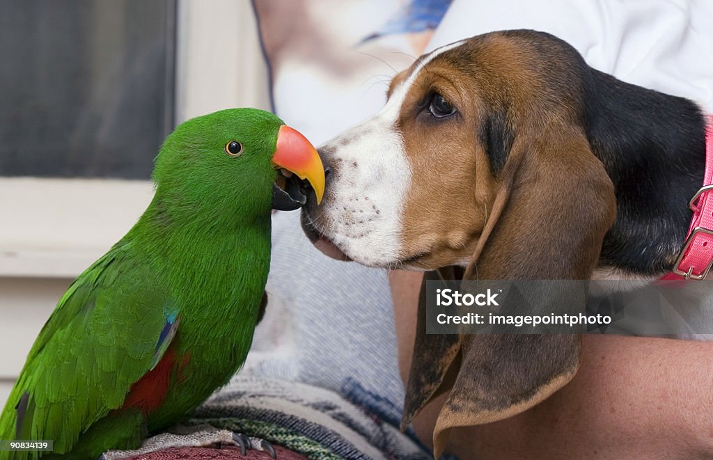 Eclectus parrot and Bassett Hound  Dog Stock Photo