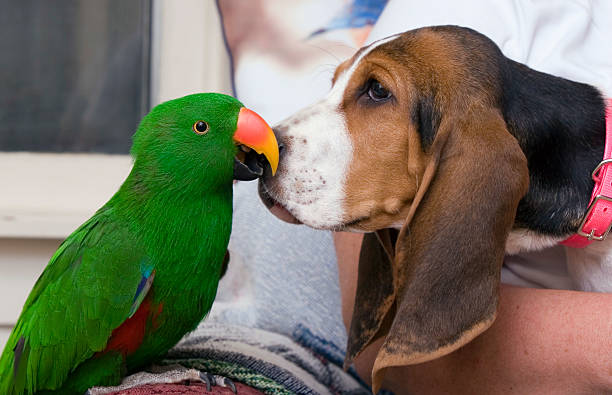 Eclectus parrot and Bassett Hound  eclectus parrot stock pictures, royalty-free photos & images