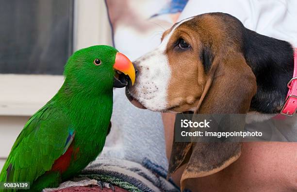 Eclectus Parrot And Bassett Hound Stock Photo - Download Image Now - Dog, Parrot, Puppy