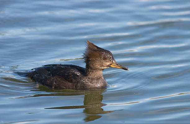 istock Hooded Merganser female 90834269