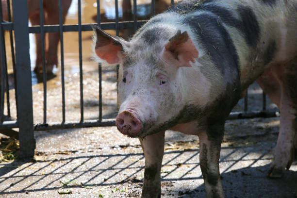 istock Domesticated pig sow growing at animal farm 908344842