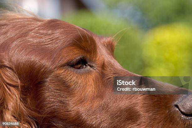 Cane - Fotografie stock e altre immagini di Animale - Animale, Animale da compagnia, Bellezza naturale