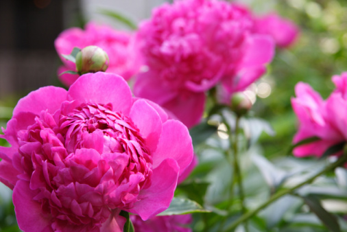 Close-up shot of the Peony (paeonia lactiflora) 'President Wilson' with large, divided leaves and showy large bowl-shaped, pink flowers in early summer