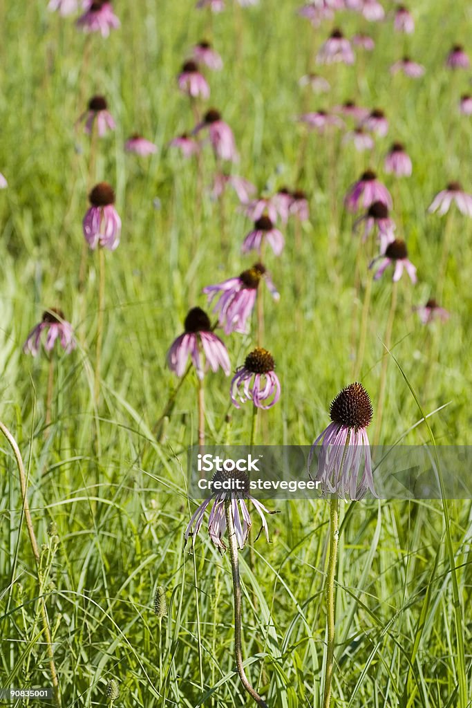 Wild Purple Coneflowers  Arboretum Stock Photo