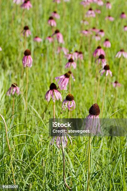 Wild Purple Coneflowers Stock Photo - Download Image Now - Arboretum, Blossom, Blue