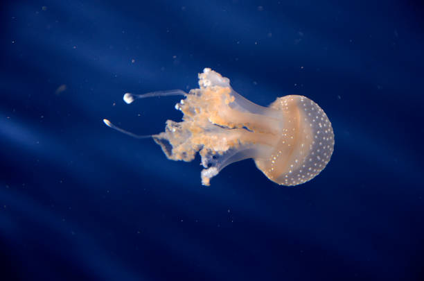 istock A Jellyfish in the aquarium. 908350060