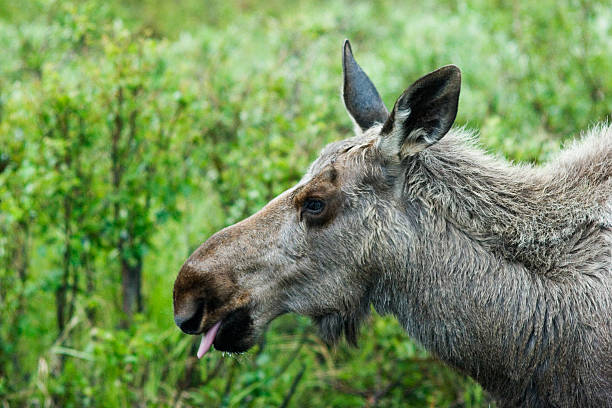 Sticking tonque out - moose Not only people show their tongues moose child rural scene horizontal stock pictures, royalty-free photos & images