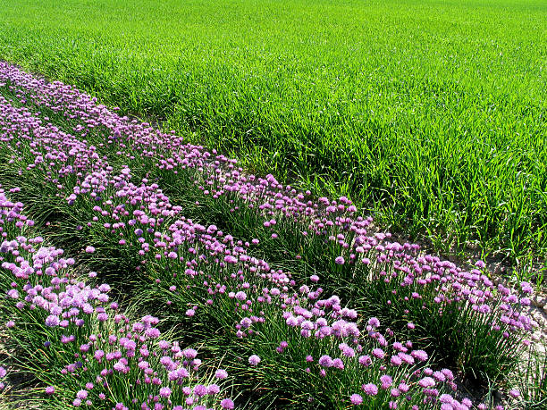 purpel y verde - chive allium flower cultivated herb fotografías e imágenes de stock