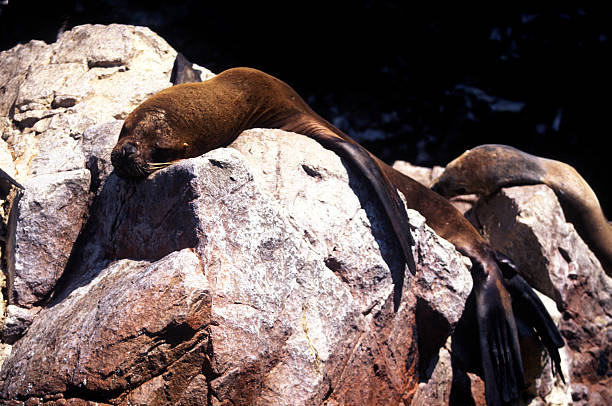 rock seal 3 stock photo