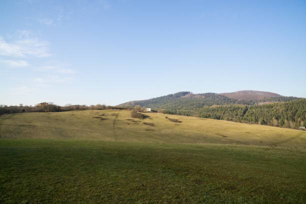 istock Meadow with trees and views to mountains. 908352690