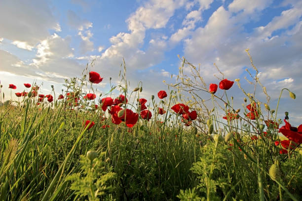 istock Field of red poppy flowers 908352826