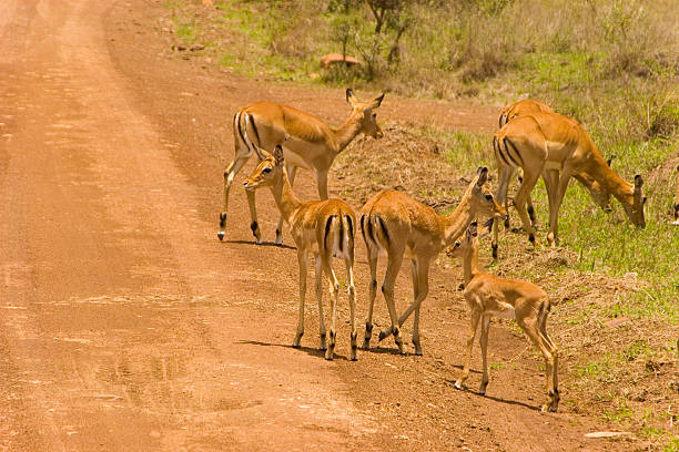istock Impalas along the road spotted on a Safari 90835311