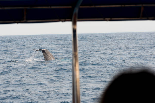 istock Blue whale fluking in Mirissa, Sri Lanka 908353444