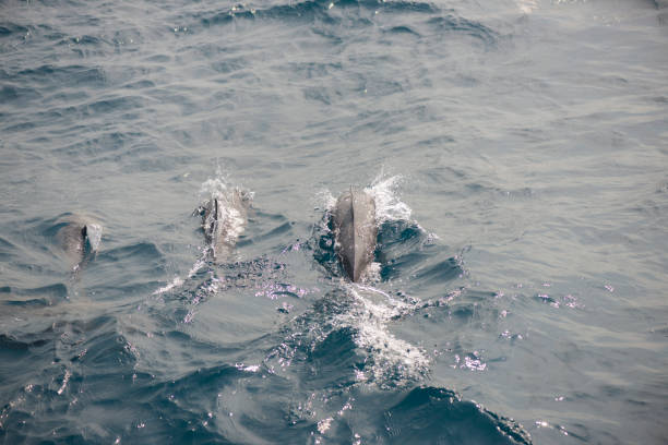 istock Three dolphins at sea in Mirissa, Sri Lanka 908353530
