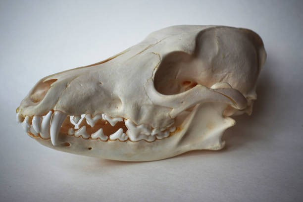 Coyote Jaw Bones Stock Photos, Pictures & Royalty-Free Images - iStock