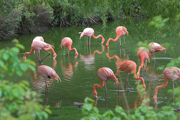 Feeding flamingos stock photo