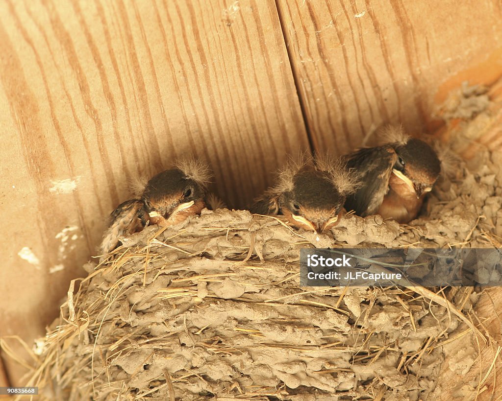 Bébé hirondelles - Photo de Douceur libre de droits