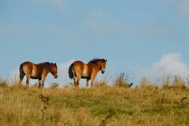 istock A pair of Exmoor ponies. 908357054