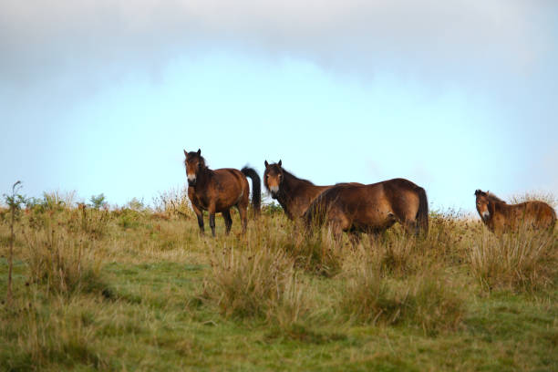 istock A group of Exmoor ponies. 908357096