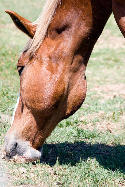 pastar - belgian horse fotografías e imágenes de stock