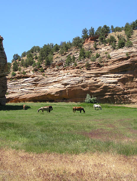 istock Horses in green pasture, Utah 90835947