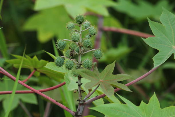 istock Ricinus comunis, castor bean plant, mamona 908359496