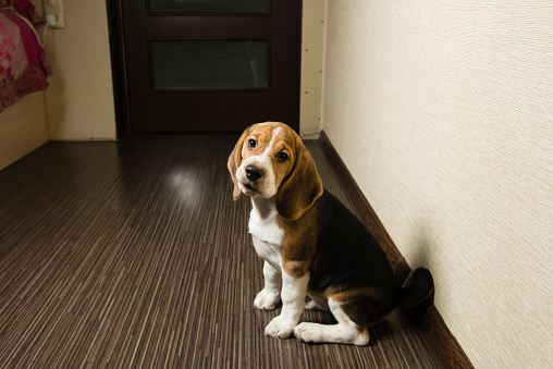 Beagle puppy looking at camera in home interior