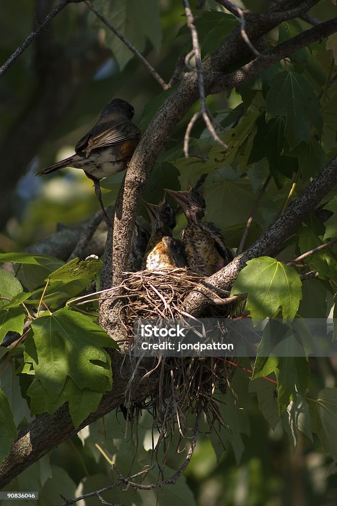 Bird's Nest - Zbiór zdjęć royalty-free (Chronić)