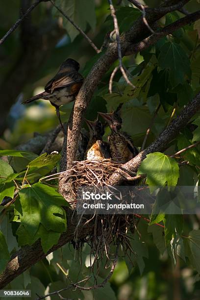 Birds Nest - zdjęcia stockowe i więcej obrazów Chronić - Chronić, Część serii, Drzewo