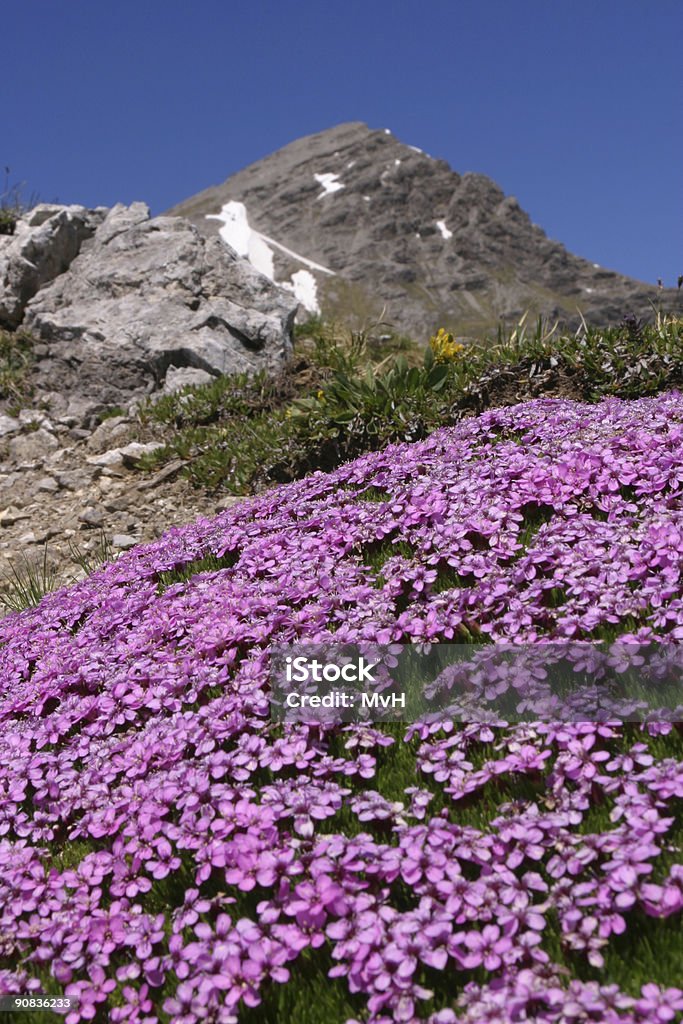 Frühling in den Bergen - Lizenzfrei Alpen Stock-Foto