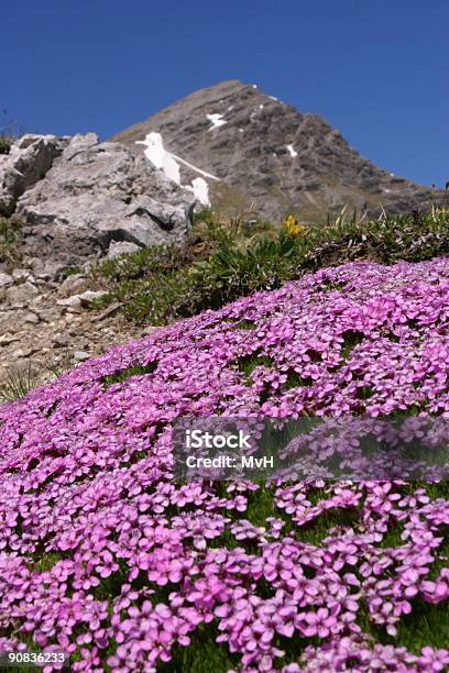 Frühling In Den Bergen Stockfoto und mehr Bilder von Alpen - Alpen, Baumblüte, Berg