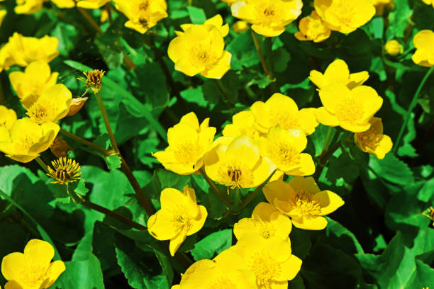 istock Close-up of Marsh Marigold 908362592