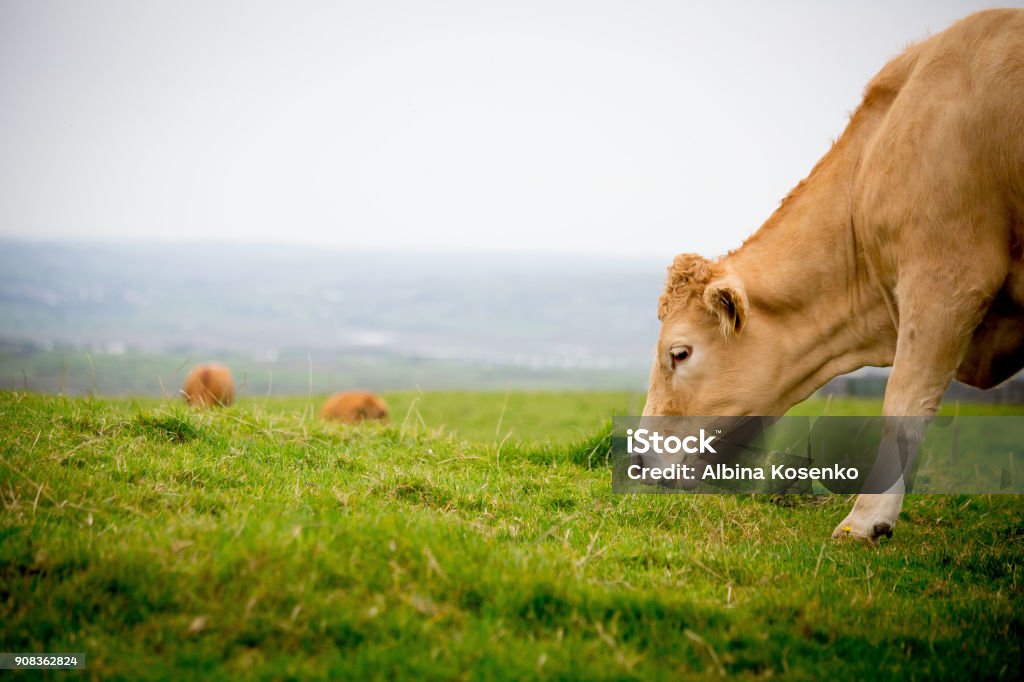 red-haired cow eating fresh green grass on a field Farm in Ireland Cow Stock Photo