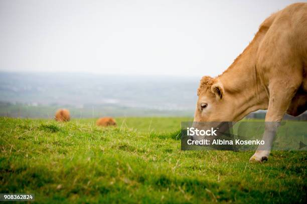 Redhaired Cow Eating Fresh Green Grass On A Field Stock Photo - Download Image Now - Cow, Eating, Grass