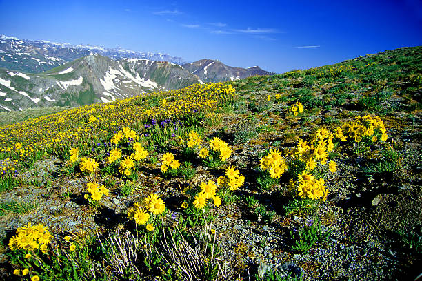 istock landscape mountain wildflowers 90836332