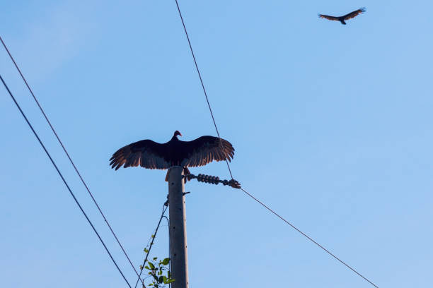 istock Vulture on the pole - seen in Suchitoto 908363870
