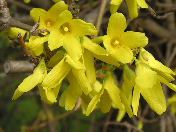 forsythia flowers stock photo