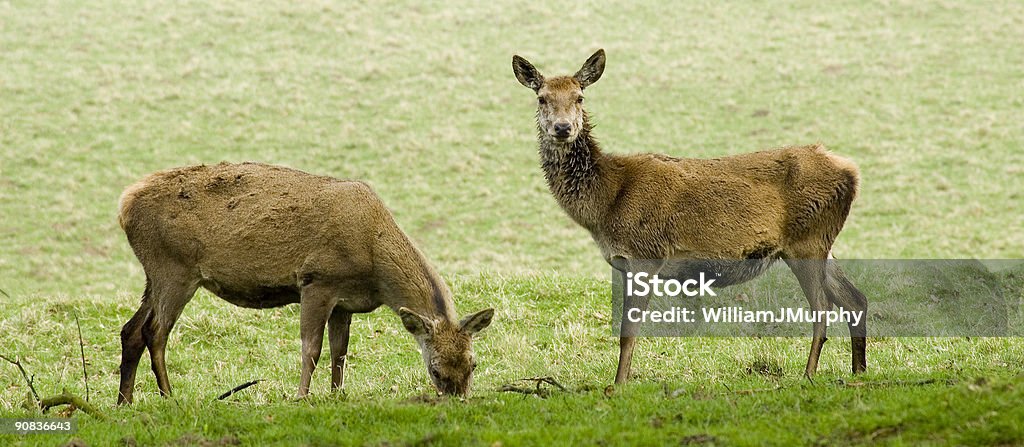 Zwei Deer - Lizenzfrei Paar - Partnerschaft Stock-Foto