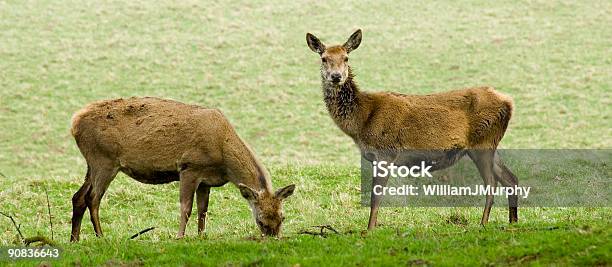 Zwei Deer Stockfoto und mehr Bilder von Paar - Partnerschaft - Paar - Partnerschaft, Panorama, England