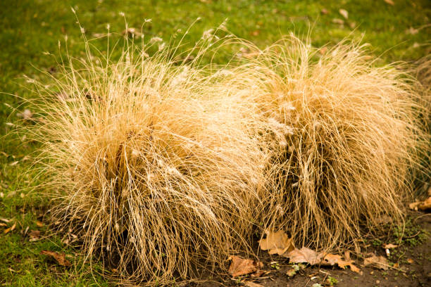 istock A bush of dry grass in the park 908366742