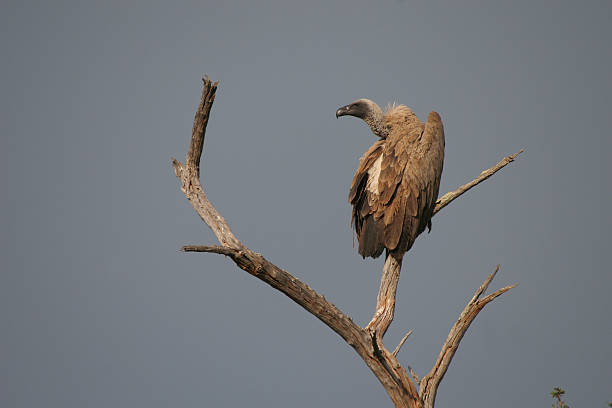 kapgeier - kruger national park national park southern africa africa stock-fotos und bilder