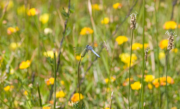 Dragonfly stock photo