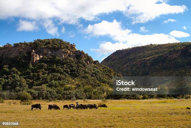 African Scene - Fotografie stock e altre immagini di Africa - Africa, Albero, Ambientazione esterna