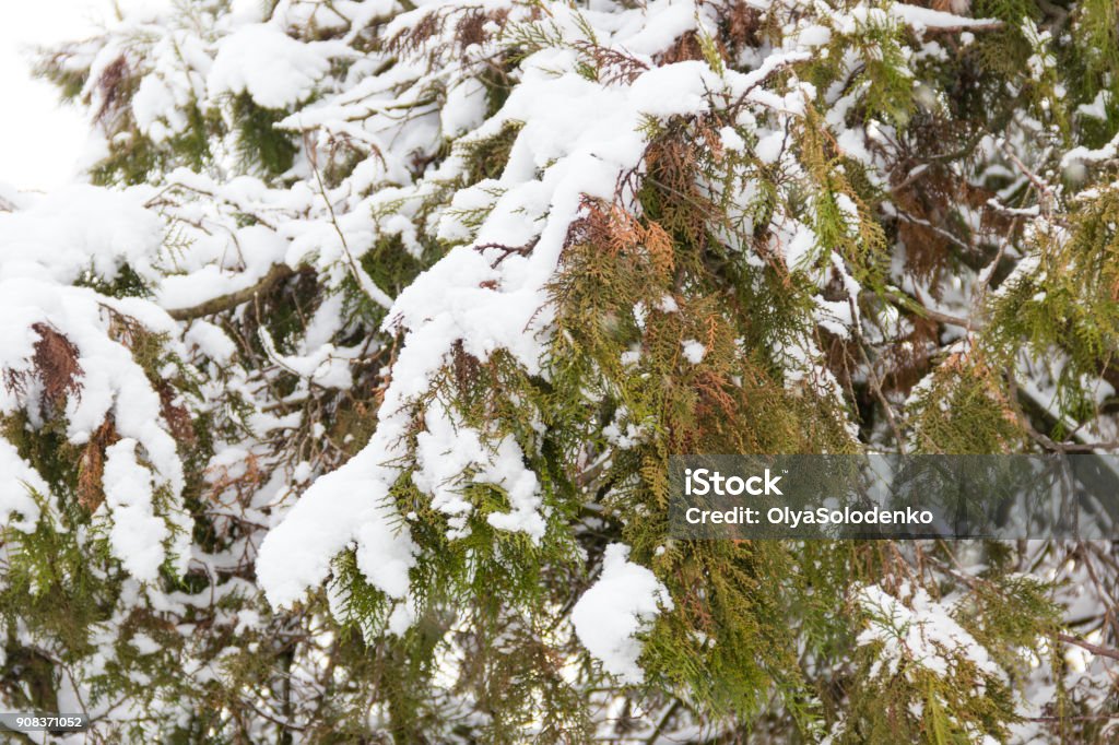 Thuja branches covered with snow American Arborvitae Stock Photo