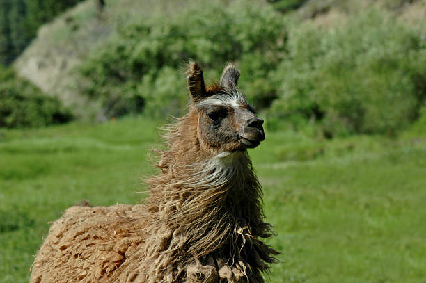 istock Portrait of a Llama 90837113