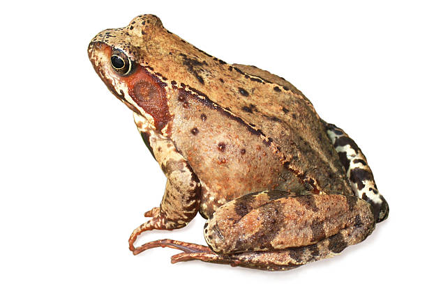Toad Standing Rear 170+ Toad Behind Stock Photos, Pictures & Royalty-Free Images - iStock