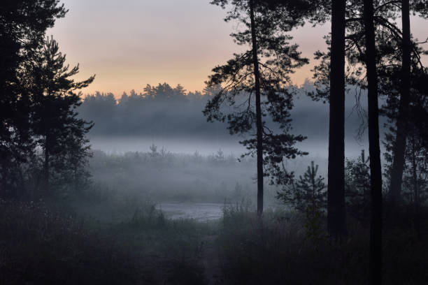 istock Road in a foggy pine forest at sunrise 908373706