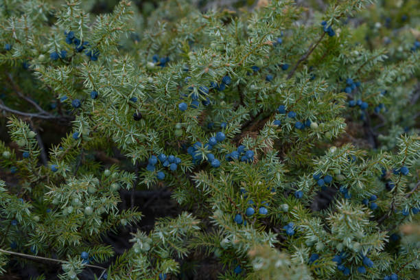 Bunch of juniper berries on a green branches in summer Juniper berries juniper tree juniperus osteosperma stock pictures, royalty-free photos & images